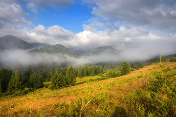Plakat Amazing mountain landscape with fog and colorful herbs. Sunny morning after rain. Carpathian, Ukraine, Europe