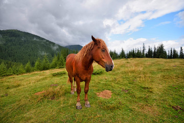 Fototapeta premium Koń na łące w górach