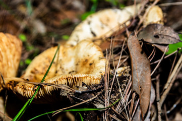 Mushrooms and undergrowth Macro close-up photo nature texture background rendering