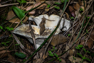 Mushrooms and undergrowth Macro close-up photo nature texture background rendering