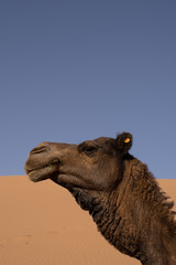 Kamel Dromedar Kopf Wüste