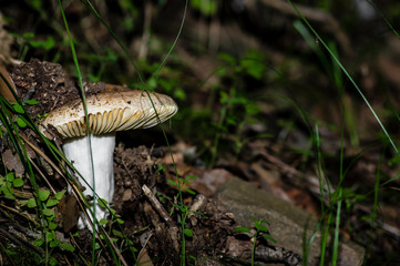 Mushrooms and undergrowth Macro close-up photo nature texture background rendering