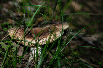 Mushrooms and undergrowth Macro close-up photo nature texture background rendering