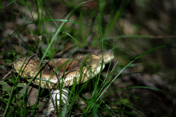 Mushrooms and undergrowth Macro close-up photo nature texture background rendering