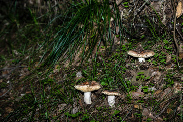 Mushrooms and undergrowth Macro close-up photo nature texture background rendering