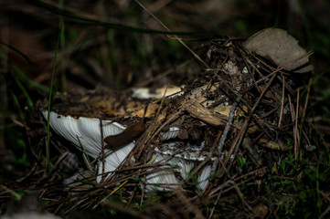 Mushrooms and undergrowth Macro close-up photo nature texture background rendering