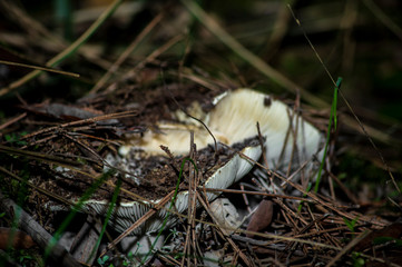 Mushrooms and undergrowth Macro close-up photo nature texture background rendering