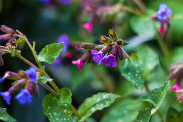 blue purple pulmonaria flowers