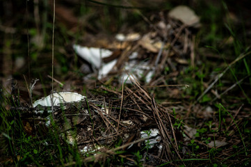 Mushrooms and undergrowth Macro close-up photo nature texture background rendering