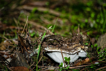 Mushrooms and undergrowth Macro close-up photo nature texture background rendering