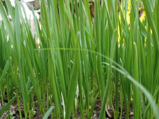 green grass with water drops