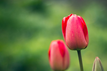 red tulips in the garden