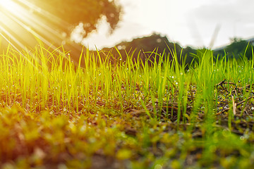 Close up seedlings of rice in rice fields with wet drops on the fresh green background, Rice seedlings and dew, Sapling planting of rice preparations in the paddy fields with sunshine in the morning.
