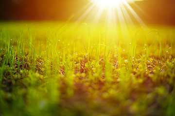 Close up seedlings of rice in rice fields with wet drops on the fresh green background, Rice seedlings and dew, Sapling planting of rice preparations in the paddy fields with sunshine in the morning.