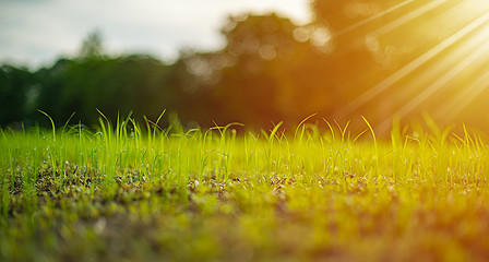 Close up seedlings of rice in rice fields with wet drops on the fresh green background, Rice seedlings and dew, Sapling planting of rice preparations in the paddy fields with sunshine in the morning.