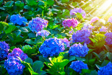 Beautiful bush of hydrangea flowers with sunshine, Blue and purple Hydrangea (Hydrangea macrophylla) or Hortensia flower with green leaves  blooming in spring garden. Soft focus, Nature background.