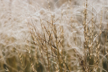 stipa feather grass