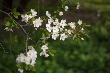 Flowers, cherry blossoms on the branches on a spring day. Beautiful spring background. Spring flowering in the garden wallpaper. Beautiful blossoming flowers of apple trees in the park.