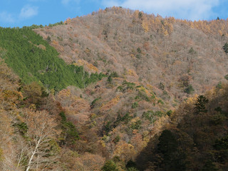 紅葉した山