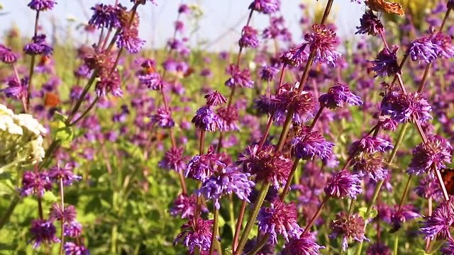 Beautiful brown butterflies fly around lilac flowers of plants in the sunlight. Summer Composition