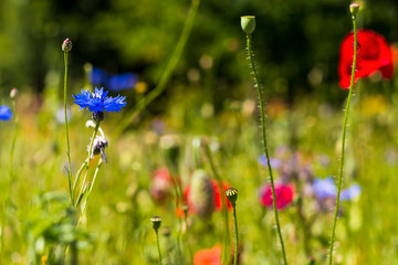 wildflower meadow cornflower and poppy