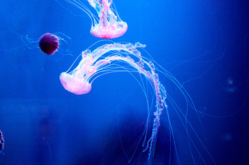 several pink and purple jellyfish animals swimming underwater in the ocean