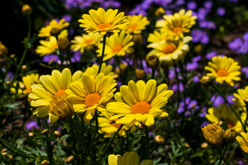 Fototapeta premium yellow argyranthemum flower in summer