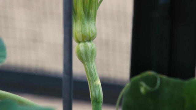 Panning up from the bottom of a female butternut squash flower that is soon to bloom. The tiny fruit stands erect on a windy day and is blown around by the breeze. Veins show in the yellow bud.