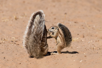 Fototapeta premium Ecureuil du Cap, Xerus inauris, Afrique du Sud