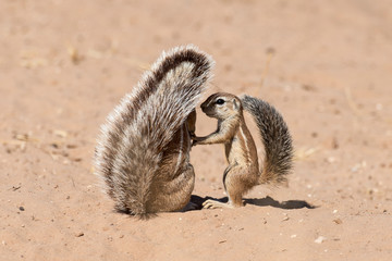 Ecureuil du Cap, Xerus inauris, Afrique du Sud
