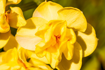 Fototapeta premium yellow-daffodil bright yellow flower in spring macro