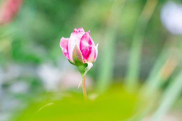 Red rosebud on natural green background with copy space for text