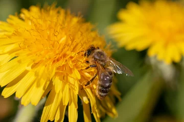 Fotobehang bee on a yellow dandelion flower © ontronix