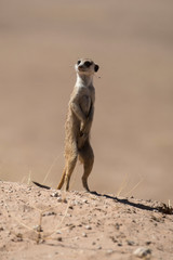 Suricate, Suricata suricatta, Parc national Kalahari, Afrique du Sud