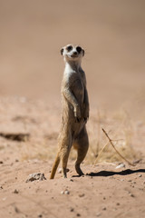 Fototapeta premium Suricate, Suricata suricatta, Parc national Kalahari, Afrique du Sud