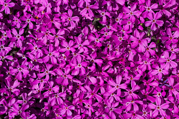 background of purple flowers
