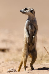 Fototapeta premium Suricate, Suricata suricatta, Parc national Kalahari, Afrique du Sud