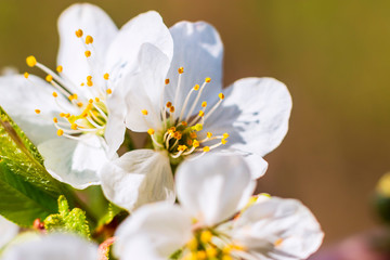 Fototapeta na wymiar white cherry blossoms april