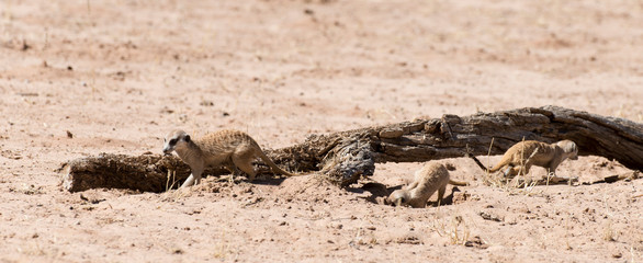 Suricate, Suricata suricatta, Parc national Kalahari, Afrique du Sud