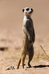Fototapeta premium Suricate, Suricata suricatta, Parc national Kalahari, Afrique du Sud