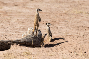 Suricate, Suricata suricatta, Parc national Kalahari, Afrique du Sud