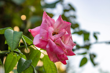 Rose with delicate red cakes attract attention