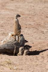 Suricate, Suricata suricatta, Parc national Kalahari, Afrique du Sud