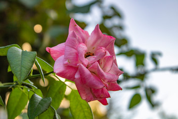 Rose with delicate red cakes attract attention