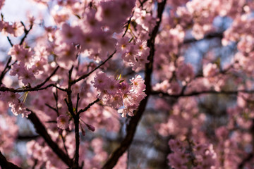 cherry blossom in spring