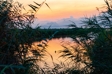 ebro delta natural park landscape at dawn in the early morning, with river with goose and birds and...