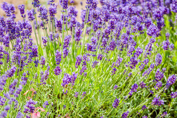 Garden lavender, background of lavender flower