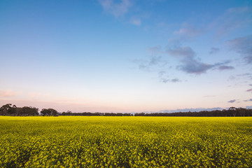 Obraz premium Canola Sunset
