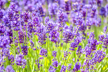 Naklejka premium Flower of lavender in the garden. Flowers background.