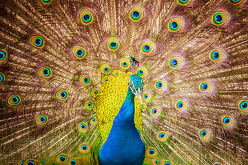 Obraz premium Thailand Male Peacock